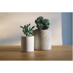 two-potted-plants-on-a-wooden-desk